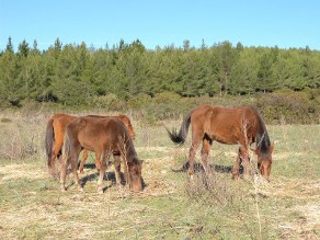 Cavalli del Sarcidano