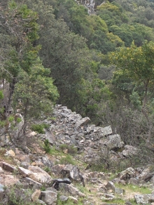 foresta castiadas