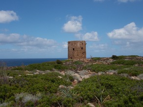 nebida masua cala domestica