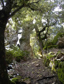 bosco castiadas