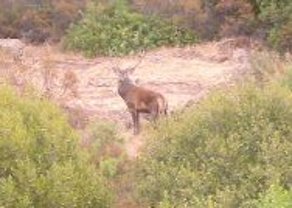 Cervo maschio