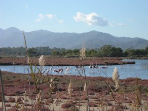 stagno colostrai